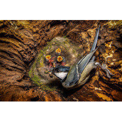 آموزش عکاسی صفر تا صد (عکاسی حیات‌ وحش فصل 67)