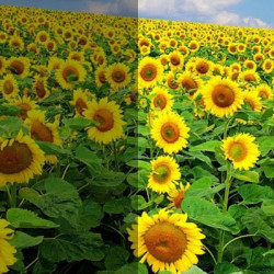 آموزش عکاسی صفر تا صد ادیت...